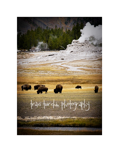 bison-and-geysers.jpg