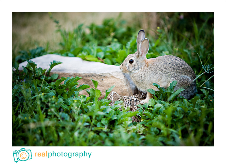 colorado bunny