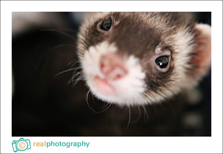 ferret picture