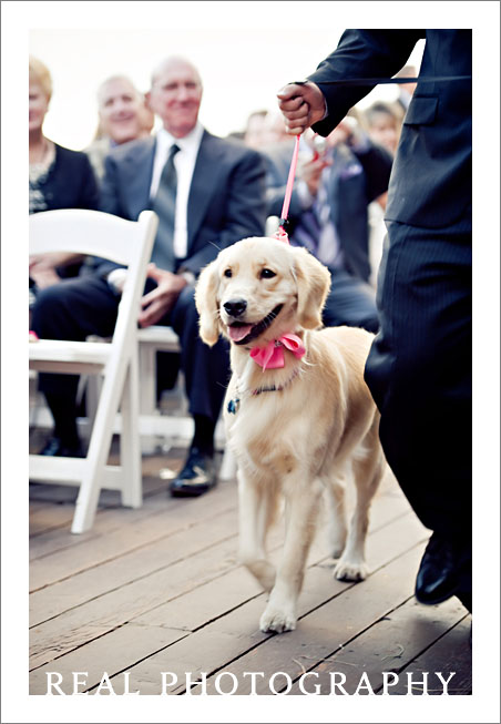 dog ring bearer wedding idea photo