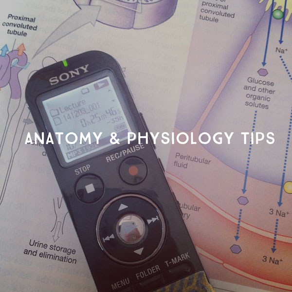 anatomy&physiologyclasstips