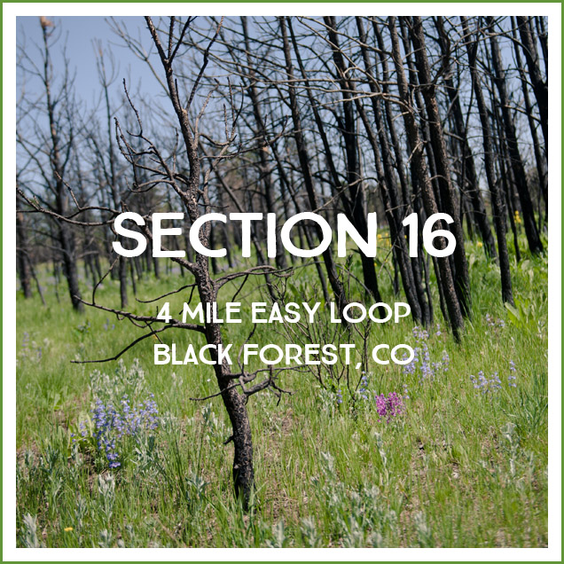 section_16_hike_review